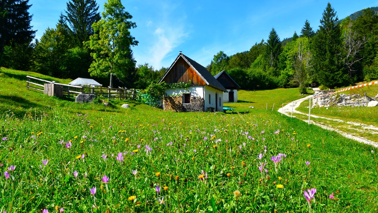 La Sinfonia Verde della Gorenjska, viaggio sonoro nel respiro del bosco