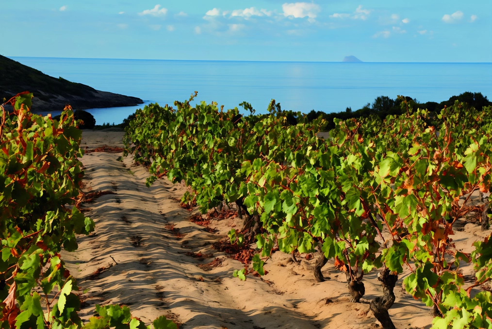 Vigneti di Carignano con vista sul mare
